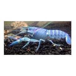 Hummer blå, Cherax quadricarinatus blue